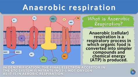 aerobic respiration produces more atp than anaerobic respiration|when does anaerobic respiration happen.